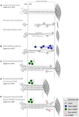 GDNF Gene Therapy to Repair the Injured Peripheral Nerve